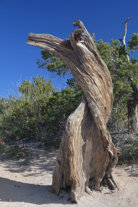 a gnarly old tree whose trunk has been smoothed by the wind and rain